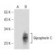 Glycophorin C/D Antibody (A-5) - Western Blotting - Image 142527