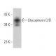Glycophorin C/D Antibody (A-5) - Western Blotting - Image 369280 