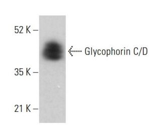 Glycophorin C/D Antibody (A-5) - Western Blotting - Image 378161 
