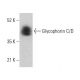 Glycophorin C/D Antibody (A-5) - Western Blotting - Image 378161 