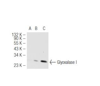 Glyoxalase I Antibody (GloIa) - Western Blotting - Image 50112 