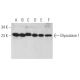 Glyoxalase I Antibody (GloIa) - Western Blotting - Image 362905