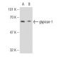 glypican-1 Antibody (4D1) - Western Blotting - Image 146340