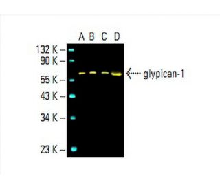 glypican-1 Antibody (4D1) - Western Blotting - Image 393115 