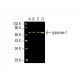 glypican-1 Antibody (4D1) - Western Blotting - Image 393115 