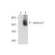 glypican-2 Antibody (F-5) - Western Blotting - Image 298616 