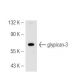 glypican-3 Antibody (1G12) - Western Blotting - Image 54845 
