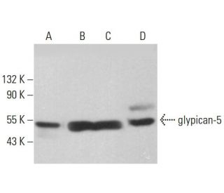 glypican-5 Antibody (F-3) - Western Blotting - Image 377971 