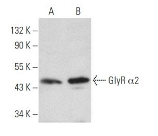 GlyR α2 Antibody (C-11) - Western Blotting - Image 354415