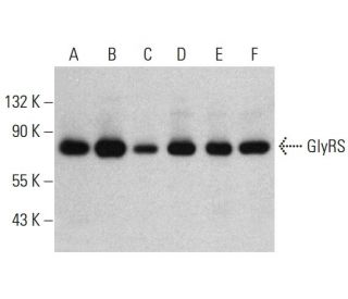 GlyRS Antibody (A-6) - Western Blotting - Image 385169 