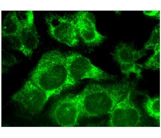 GlyRS Antibody (H-1) - Immunofluorescence - Image 295280 