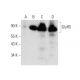 GlyRS Antibody (H-1) - Western Blotting - Image 136498