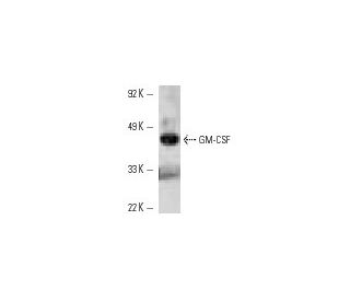 GM-CSF Antibody (4G9) - Western Blotting - Image 10739