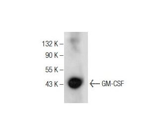 GM-CSF Antibody (A-6) - Western Blotting - Image 260719