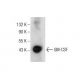 GM-CSF Antibody (A-6) - Western Blotting - Image 260719
