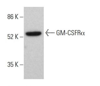 GM-CSFRα Antibody (S-50) - Western Blotting - Image 381399Each CRISPR/Cas9 Knockout (KO) Plasmid product consists of a pool of 3 plasmids designed to ensure identification and cleavage of a specific gene for maximum knockout efficiency. Each plasmid encodes a unique 20 nt sequence derived from the GeCKO (v2) library.