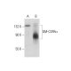 GM-CSFRα Antibody (E-7) - Western Blotting - Image 127365