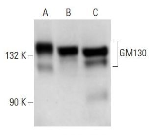 GM130 Antibody (B-10) - Western Blotting - Image 15004