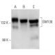 GM130 Antibody (B-10) - Western Blotting - Image 15004