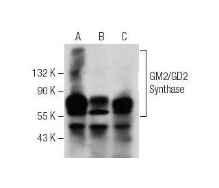GM2/GD2 Synthase Antibody (C-5) - Western Blotting - Image 156163 