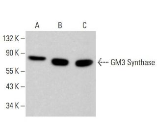GM3 Synthase Antibody (B-12) - Western Blotting - Image 381774 