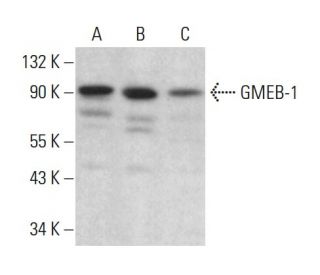 GMEB-1 Antibody (H-2) - Western Blotting - Image 383903 