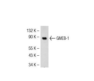GMEB-1 Antibody (LL-18) - Western Blotting - Image 54254 
