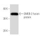 GMEB-2 Antibody (364C1a) - Western Blotting - Image 16940