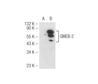 GMEB-2 Antibody (364C1a) - Western Blotting - Image 48810 