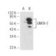 GMEB-2 Antibody (364C1a) - Western Blotting - Image 48810 