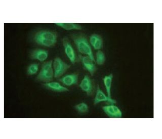 GMF-&beta; Antibody (SP-61) - Immunofluorescence - Image 64947 