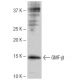 GMF-β Antibody (SP-61) - Western Blotting - Image 64948 