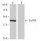 GMPPA Antibody (Y-2D78) - Western Blotting - Image 64949