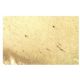 GnRH I Antibody (HU11B) - Immunohistochemistry - Image 11435