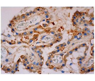 GnRH I Antibody (HU11B) - Immunohistochemistry - Image 287065 