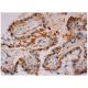GnRH I Antibody (HU11B) - Immunohistochemistry - Image 287065 