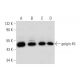 golgin 45 Antibody (E-3) - Western Blotting - Image 344466