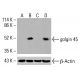golgin 45 Antibody (E-3) - Western Blotting - Image 415888