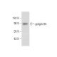 golgin 84 Antibody (D-5) - Western Blotting - Image 303744