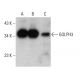 GOLPH3 Antibody (905CT9.1.1) - Western Blotting - Image 376893