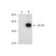 GP-39 Antibody (A-10) - Western Blotting - Image 296929 