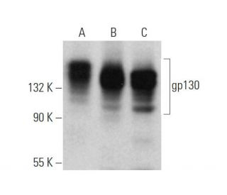 CD130/gp130 Antibody (E-8) - Western Blotting - Image 374869 