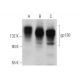 CD130/gp130 Antibody (E-8) - Western Blotting - Image 374869 