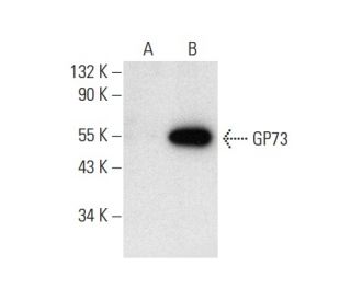 GP73 Antibody (G-2) - Western Blotting - Image 303400 