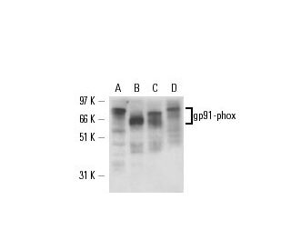 gp91phox/CYBB/NOX2 Antibody (G-1) - Western Blotting - Image 17381 