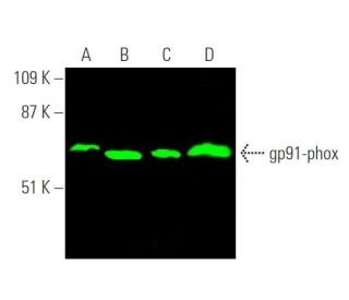 gp91phox/CYBB/NOX2 Antibody (54.1) - Western Blotting - Image 372657 