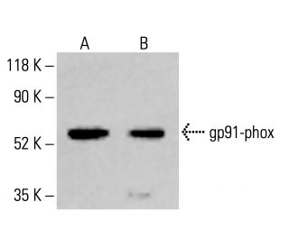 gp91phox/CYBB/NOX2 Antibody (54.1) - Western Blotting - Image 413410The Double Nickase Plasmid features a U6 promoter for sgRNA expression, a 20 nt targeting sequence, and a gRNA scaffold to guide Cas9n. It includes a CBh promoter for Cas9n (D10A) and puromycin resistance, GFP for transfection verification, and nuclear localization signals (NLS). The 2A peptide allows co-expression of Cas9n and Puro from a single promoter, enabling precise genome editing with reduced off-target effects. 