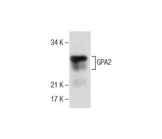 GPA2 Antibody (G-3) - Western Blotting - Image 286869 