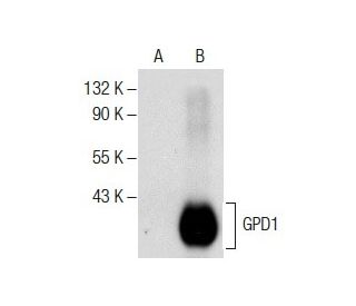 GPD1 Antibody (G-9) - Western Blotting - Image 287892 