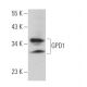 GPD1 Antibody (G-9) - Western Blotting - Image 364131